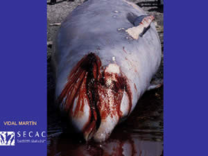 Dead Beaked Whale, Canary Island Stranding, Sept 2002