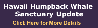 Hawaii Humpback Whale Sanctuary Update - Click Here for More Details