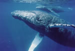 Mother and Calf Under Water