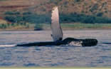 Humpback Waving