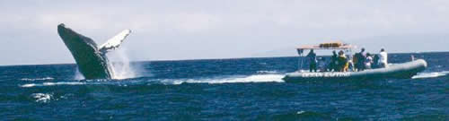 On The Water With Humpbacks