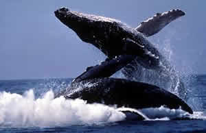 Whales Having Fun